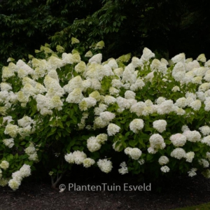 Hydrangea paniculata 'Zwijnenburg'