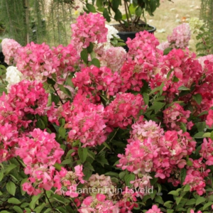 Hydrangea paniculata 'Diamond Rose'