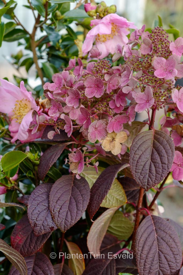 Hydrangea paniculata 'Little Quick Fire'