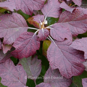 Hydrangea macrophylla 'Snowflake'