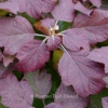 Hydrangea quercifolia 'Snowflake'