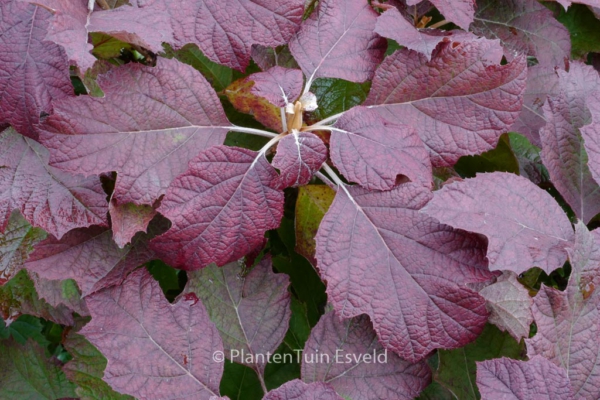 Hydrangea quercifolia 'Snowflake'