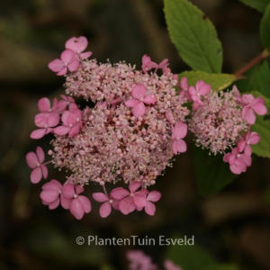 Hydrangea 'Diadem'