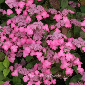 Hydrangea serrata 'Avelroz'