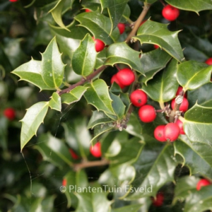 Ilex aquipernyi 'Dragon Lady'