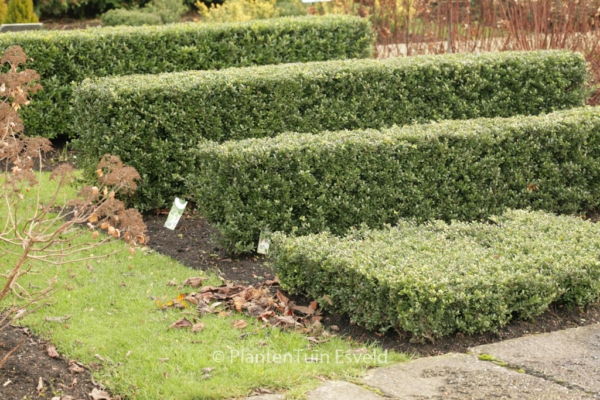 Ilex crenata 'Dark Green'