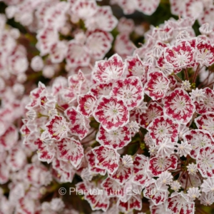 Kalmia latifolia 'Minuet'