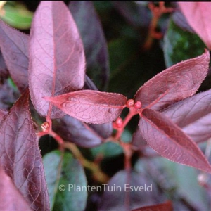 Leucothoe fontanesiana 'Lovita'