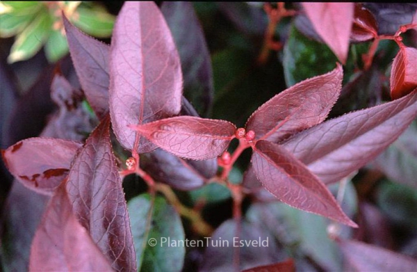 Leucothoe fontanesiana 'Lovita'