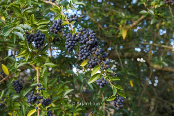 Ligustrum ionandrum