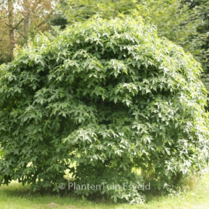 Liquidambar styraciflua 'Globe'