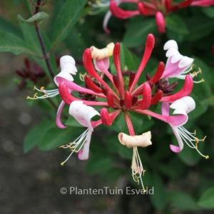 Lonicera periclymenum 'Fragrant Cloud'