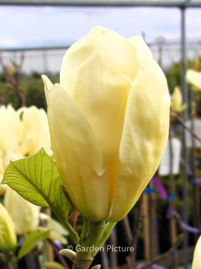 Magnolia ‘Yellow River’ – Esveld Shop