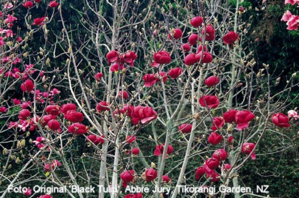 Magnolia 'Black Tulip'