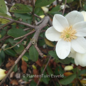 Michelia figo crassipes