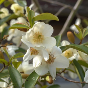 Michelia yunnanensis