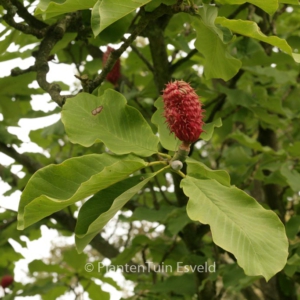 Magnolia hypoleuca