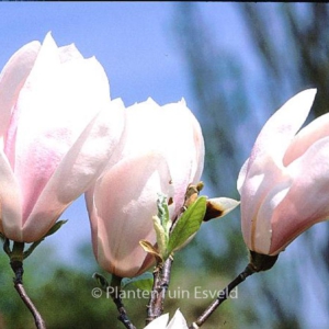 Magnolia 'Big Pink'