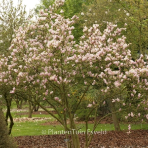 Magnolia 'George Henry Kern'