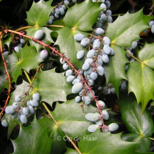 Mahonia bealei