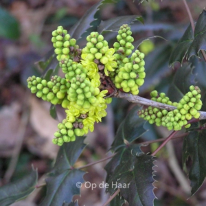 Mahonia pinnata