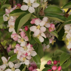 Malus 'Perpetu'