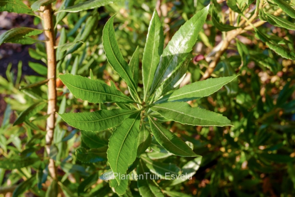 Myrica californica