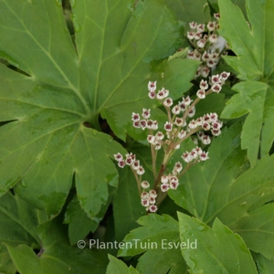 Aceriphyllum rossii