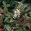 Nandina domestica 'Flirt'