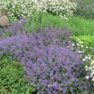 Nepeta faassenii 'Kit Cat'