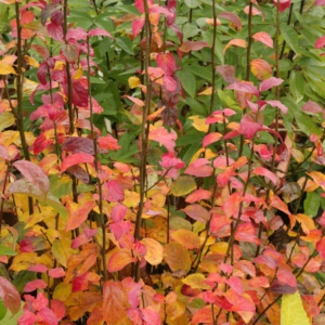 Parrotia persica 'Persian Spire'