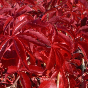 Parthenocissus tricuspidata 'Troki'