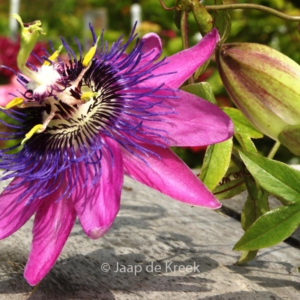 Passiflora 'Lavender Lady'