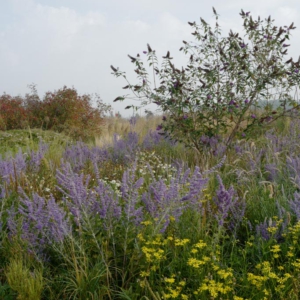 Perovskia atriplicifolia 'Blue Haze'