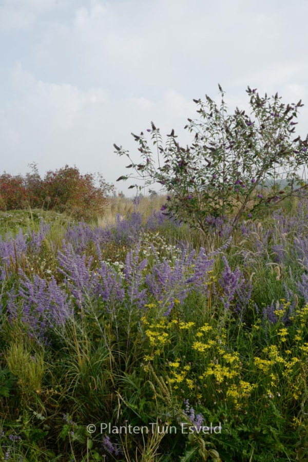 Perovskia atriplicifolia 'Blue Spire'