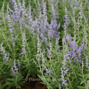 Perovskia atriplicifolia 'Lacey Blue'