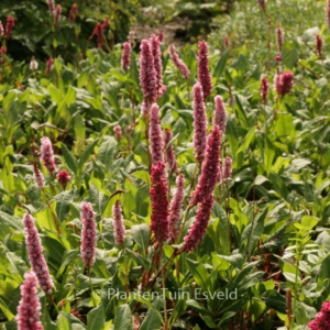 Persicaria affinis 'Dimity'