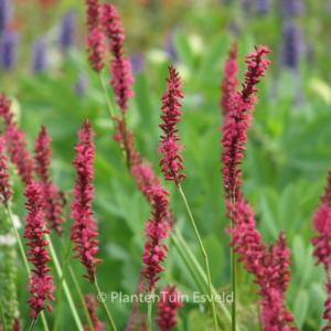 Persicaria amplexicaulis 'Firetail'