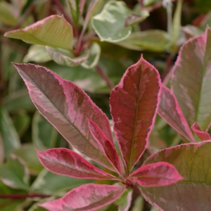 Photinia fraseri 'Pink Marble'