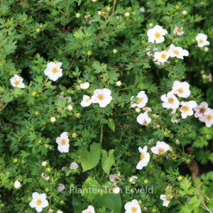 Potentilla fruticosa 'Princess'