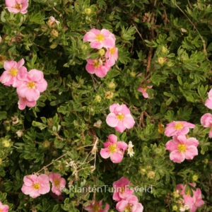 Potentilla fruticosa 'Kupinpa'