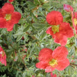 Potentilla fruticosa 'Marrobia'