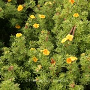 Potentilla fruticosa 'Uman'