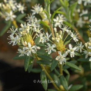 Ledum glandulosum