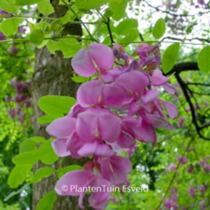 Robinia 'Casque Rouge'