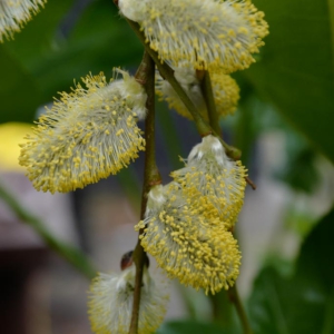 Salix caprea 'Pendula'