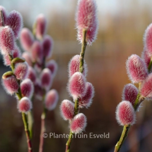 Salix chaenomeloides 'Mount Aso'