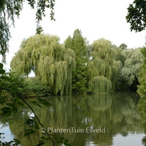 Salix alba 'Tristis'