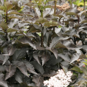 Sambucus nigra Black Tower'