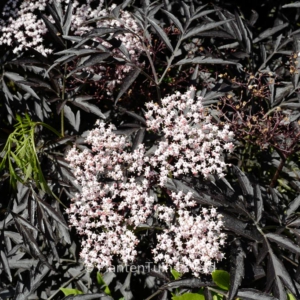 Sambucus nigra 'Black Lace'